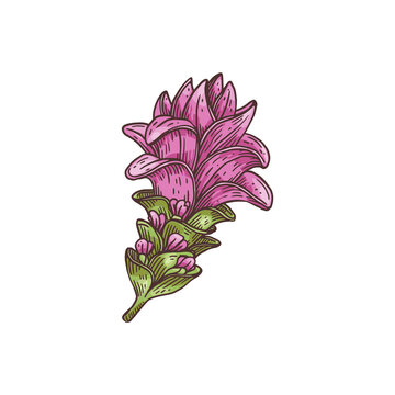 Pinkish-violet flowers of curcuma plant engraving vector illustration isolated.