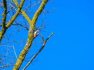 Woodpecker on a dry tree trunk against the blue sky on a sunny day. The bird obtains insects for...