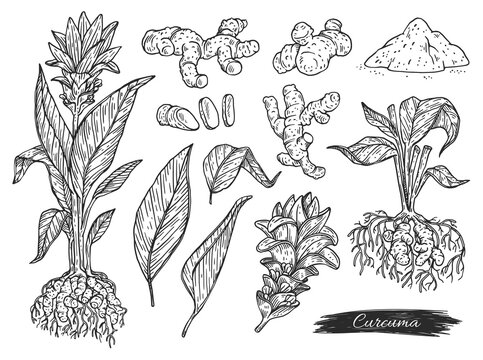Set of turmeric or curcuma plant parts, engraving vector illustration isolated.