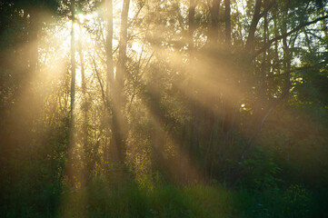a forest where the bright rays of the sun can be seen through the trees