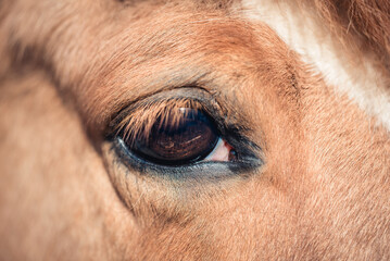 Auge vom Pony/Pferd