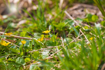 Yellow flower small flowers in the green grass.