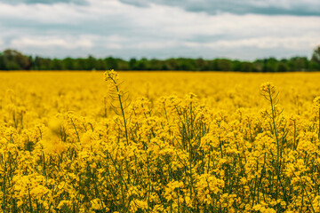 Obraz premium Storm clouds over rapeseed field