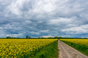 Fototapeta na wymiar Storm clouds over rapeseed field