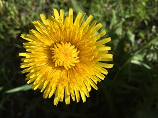 yellow dandelion flower