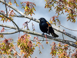 Red-Winged Blackbird Perched on a Maple Tree Branch With Budding Spring Flowers