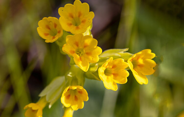 Obraz premium Schlüsselblume