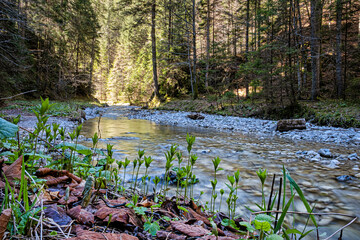Flowing creek, Velky Sokol gorge, Slovak Paradise national park