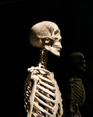 Human skeleton on black background reflecting in the showcase.