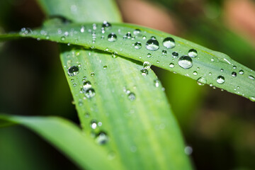 Drops of morning dew on green leaves of grass.