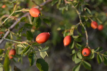 Wild Rosehip (Rosa Canina)