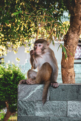 Monkey sitting near the Linh Ung Pagoda