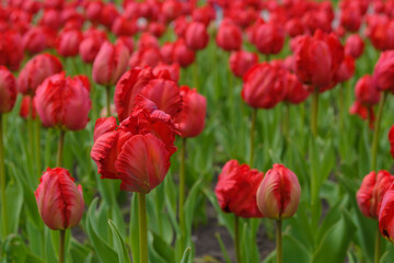 Bright red flowers of the spring decorative plant Tulip in the park. Gardening and landscape design.