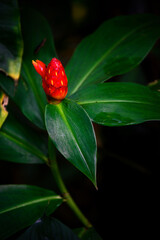 Red cone-shaped flower of a tropical plant with green leaves.