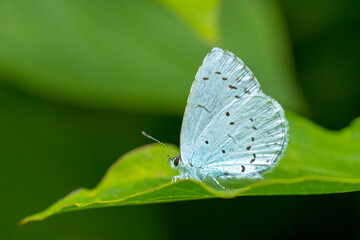 Closeup of a holly blue Celastrina argiolus butterfly feeding