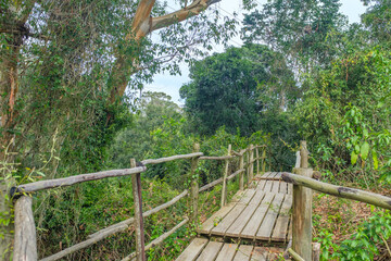 Beautiful wooden walkway in the middle of Forest
