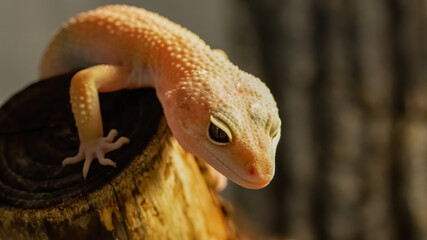 eidechse, reptil, tier, natur, gecko, wild lebende tiere, wild, green, wüste, isoliert, drache