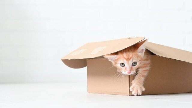 little cute ginger kitten cat funny playing in a box close-up on a white background. High quality 4k footage