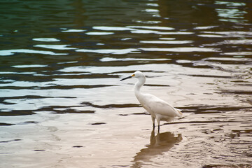 White egret in the water in the mangrove. Ardea alba. 