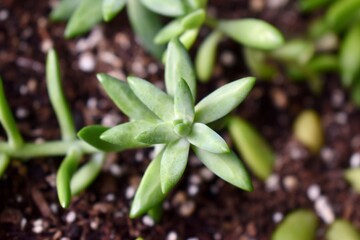 Close up of succulents in a garden 