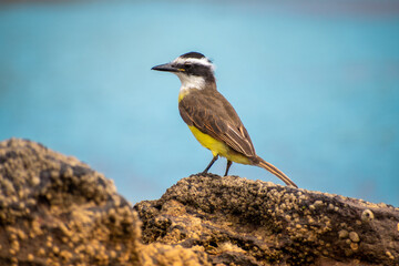 Great kiskadee on the rock. Blue water in the background