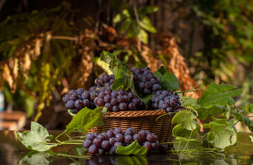 Grapes, Basket of beautiful Brazilian grapes on dark reflective surface, natural background, small depth of field, selective focus.