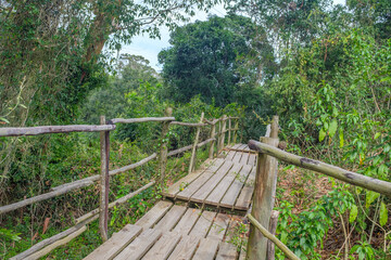 Fototapeta premium Beautiful wooden walkway in the middle of Forest