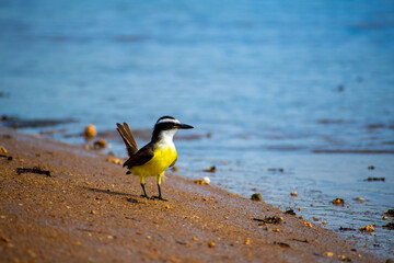 Great Kiskadee on wetland with blue water in the background. 