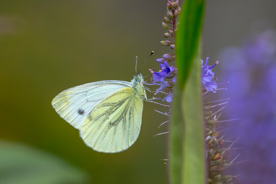 Pieris brassicae, the large white or cabbage butterfly pollinating