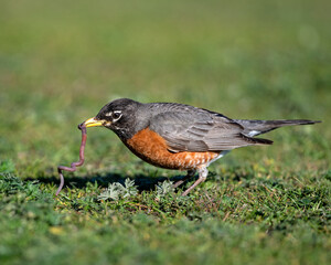 American Robin with earthworm