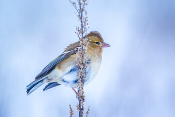 Obraz premium chaffinch female bird, Fringilla coelebs, foraging in snow, beautiful cold Winter setting