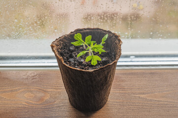 Pepper seedlings in peat pots on the window. Natural light from the window.