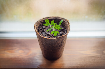 Pepper seedlings in peat pots on the window. Natural light from the window.