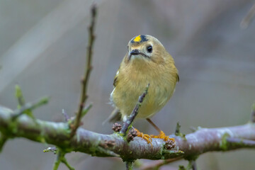 Goldcrest bird, Regulus regulus, foraging through branches of trees and bush