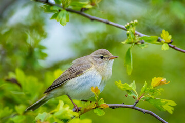 Willow warbler bird, Phylloscopus trochilus, perched.