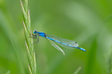 blue dragonfly on leaf