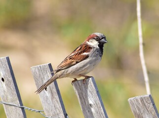 bird on a fence