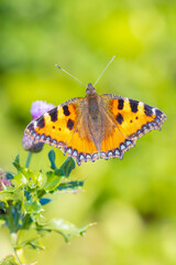 Aglais urticae, small tortoiseshell butterfly top view, open wings