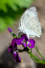 butterfly on flower