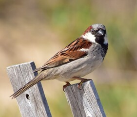 bird on a fence