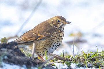 Song thrush bird, Turdus philomelos, foraging in snow, beautiful cold Winter setting