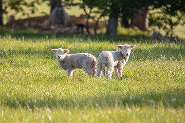 Gorgeous lambs together in field