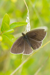 Ringlet butterfly Aphantopus hyperantus closeup