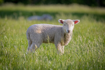 Cute lamb with pink ears in field
