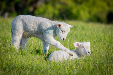 Gorgeous lambs together in field coaxing to play