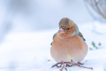 chaffinch male, Fringilla coelebs, foraging in snow, beautiful cold Winter setting