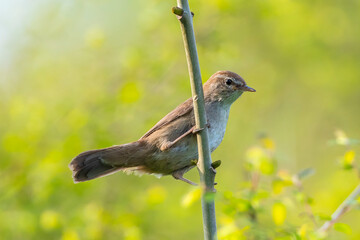 Cetti's warbler, cettia cetti, bird singing and perched