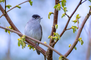 Obraz premium Closeup of a Eurasian blackcap bird, Sylvia atricapilla, perching on a branch, singing.