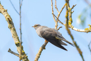 Obraz premium Common cuckoo, Cuculus canorus, resting and singing in a tree.