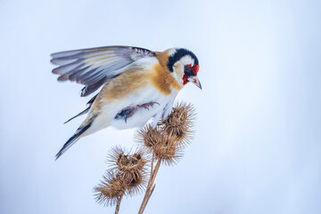 European goldfinch bird, Carduelis carduelis, perched eating seeds in snow during Winter season